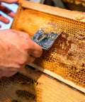 Beekeeping Honey Uncapping Fork With 18 Stainless Steel Tines And Plastic Handle Pro Grade Scraper Knife in use on honeycomb frame.