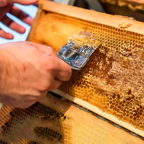 Beekeeping Honey Uncapping Fork With 18 Stainless Steel Tines And Plastic Handle Pro Grade Scraper Knife in use on honeycomb frame.