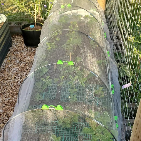 All Purpose Garden Hoop Kit With 5 Sets Of 7 Foot Fiberglass Hoops For Raised Beds Rust Proof Frame Garden Netting Greenhouse Kit Shade Cloth And Row Cover 25 Pieces proving a mini tunnel over plants.