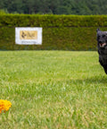 Dog running towards Long Handle Tug Toy For Dogs With Microfiber Plush Bite Training Tool For Serious Chewers Interactive Tugging