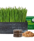 Cat Grass Kit With Rustic Black Wooden Planter, Organic Cat Grass Seeds And Soil, Easy To Grow Indoor Cat Grass For Hairball Prevention And Digestion Support, A Fresh Grow Kit Your Kitty Will Dig - Planter, seeds, and soil visible.