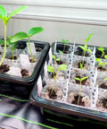 Seed Starter Tray Kit With 60 Cells, Humidity Dome And Base showing seedlings growing in durable plastic greenhouse trays