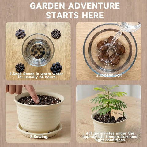 Steps to grow bonsai trees with Indoor Bonsai Seed Starter Kit With Drainage Pots, 8 Tree Varieties Like Jacaranda and more.