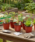 100 Pack 4 Inch Plastic Nursery Pots With Drainage Holes And 100 Plant Labels For Seed Starting Seedlings And Small Flower Plants No Brainer Starter Kit For Your Home Garden Projects on wooden table in garden