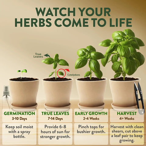 Indoor Herb Garden Starter Kit For Beginners Grow Four Heirloom Herbs On Your Kitchen Window With No Fuss Setup Easy DIY Gift