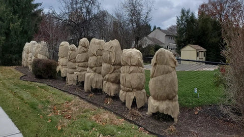 Burlap Fabric Roll 36 Inch Wide by 150 Feet Long Non Fraying used for covering shrubs along garden border