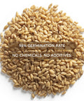 Indoor Cat Grass Kit With Four Seed Packets, Wooden Planter, Coconut Coir Soil Discs, And Mini Tools For Nipping And Nibbling. Close-up of seeds with 98% germination rate label.
