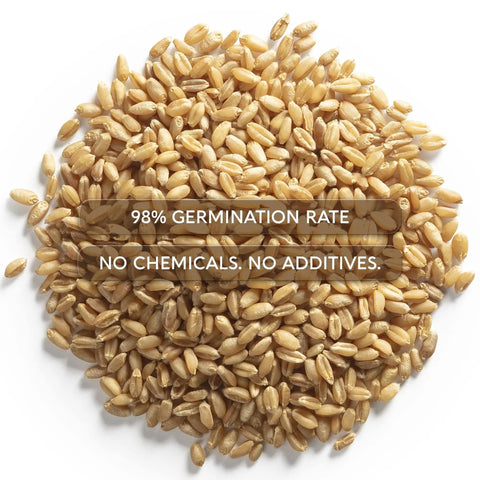 Indoor Cat Grass Kit With Four Seed Packets, Wooden Planter, Coconut Coir Soil Discs, And Mini Tools For Nipping And Nibbling. Close-up of seeds with 98% germination rate label.