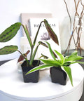 Close-up of Live Indoor Houseplants Set Of Twelve In Two Inch Pots With Potting Soil Mix Includes Pothos Peperomia Spider Plant Croton Ficus Syngonium Begonia And More Ideal Gift For Home Decor And Small Space Gardens, featuring two plants in black pots.