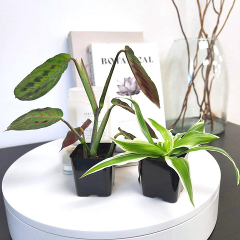 Close-up of Live Indoor Houseplants Set Of Twelve In Two Inch Pots With Potting Soil Mix Includes Pothos Peperomia Spider Plant Croton Ficus Syngonium Begonia And More Ideal Gift For Home Decor And Small Space Gardens, featuring two plants in black pots.