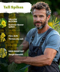 Gardener showcasing mullein plant with details: yellow blooms, thrives in full sun, deer resistant, beside him in a garden.