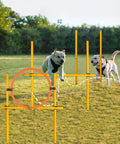Dogs playing in 2.6 Ft Dog Agility Obstacle Course Set For Backyard Training With Wave Poles Adjustable Hurdles Jump Ring