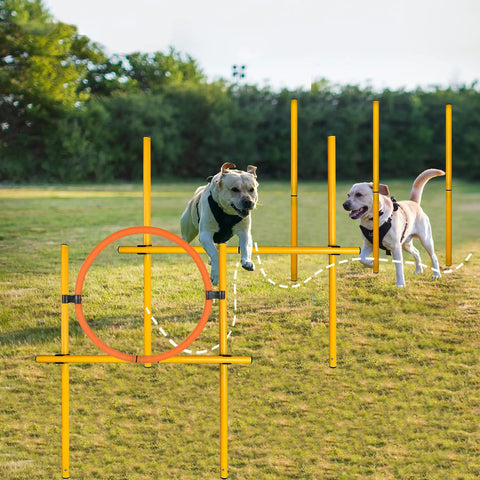 Dogs playing in 2.6 Ft Dog Agility Obstacle Course Set For Backyard Training With Wave Poles Adjustable Hurdles Jump Ring