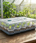 Two Pack 3 Inch Seed Starter Trays With Grow Lights And Humidity Domes showcasing seedlings inside clear nursery pots on a wooden table.