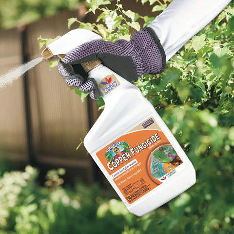 Gloved hand spraying Captain Jacks Copper Fungicide Ready To Use Spray For Organic Gardening 32 Oz on garden plants.