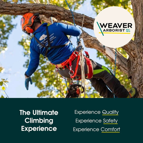 Arborist wearing safety gear using Arborist 16 Oz Throw Weight Bag For Tree Climbing And Rigging, Tear Resistant Nylon Throw Bag For On Point Placements In Tall Trees, Pro Grade Cordura Gear, Neon Green.