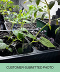 Close-up of seedlings in 216-Cell Seed Starter Trays Set With Plant Stakes, 36 Trays Of 6-Cell Blocks, on dark soil indoors