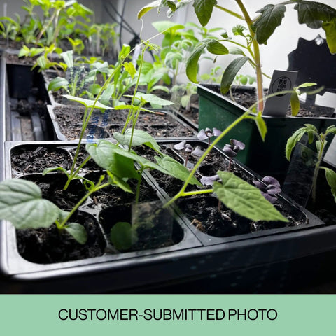 Close-up of seedlings in 216-Cell Seed Starter Trays Set With Plant Stakes, 36 Trays Of 6-Cell Blocks, on dark soil indoors