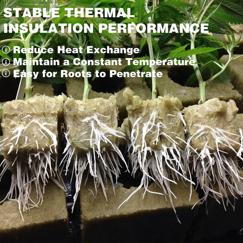 1-inch Rockwool Cubes for Hydroponics with plants rooting, highlighting insulation performance for seed germination.