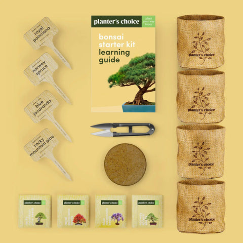 All In One Bonsai Growing Kit For Beginners With Seeds Norway Spruce Royal Poinciana Blue Jacaranda And Rocky Mountain Pine Burlap Pots And Easy Care Guide - Complete Kit View