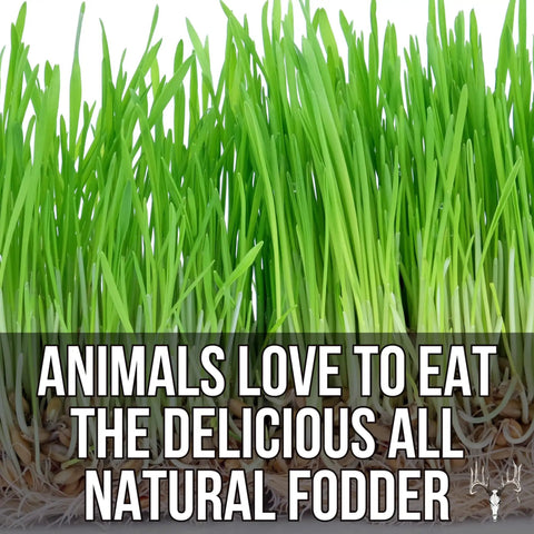 Mother Fodder Blend 12Lb EcoPack All In One Grain Seed Mix For Bird Food And Fresh Grass Sprouts lush green growth