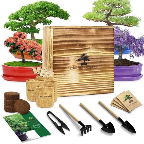 easiest bonsai tree to grow indoors Beginner Bonsai Tree Starter Kit For Indoor Gardening ✓