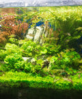 100 Mixed Aquarium Grass Seeds For Planting In Tanks Ponds And Patio Containers Easy To Grow Aquatic Grass Garden 2 To 6 Inches Tall Rich Color Mix Fast Germination Low Maintenance in planted aquarium with fish