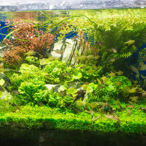 100 Mixed Aquarium Grass Seeds For Planting In Tanks Ponds And Patio Containers Easy To Grow Aquatic Grass Garden 2 To 6 Inches Tall Rich Color Mix Fast Germination Low Maintenance in planted aquarium with fish