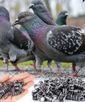 100 Pieces Black Aluminum Pigeon Leg Rings For Bird Identification And Training, 2027 ARPU Serial Number Bands on pigeons