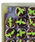 Top view of Self Watering Seed Starter Tray Kit With 68 Peat Pellets And Water Wicking Mat showing germinating seedlings