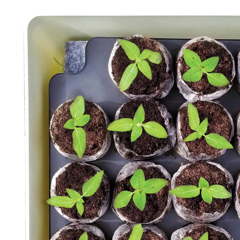 Top view of Self Watering Seed Starter Tray Kit With 68 Peat Pellets And Water Wicking Mat showing germinating seedlings