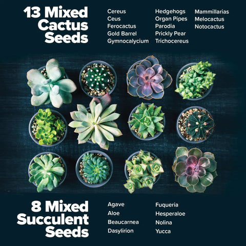 Succulent And Cactus Seed Kit For Planting Enthusiasts Favorite Premium Starter Kit With Four Planters Drip Trays Markers Seeds Mix And Soil Great Diy Gift For Beginners And Plant Nerds showcasing 13 cactus varieties and 8 succulent varieties.