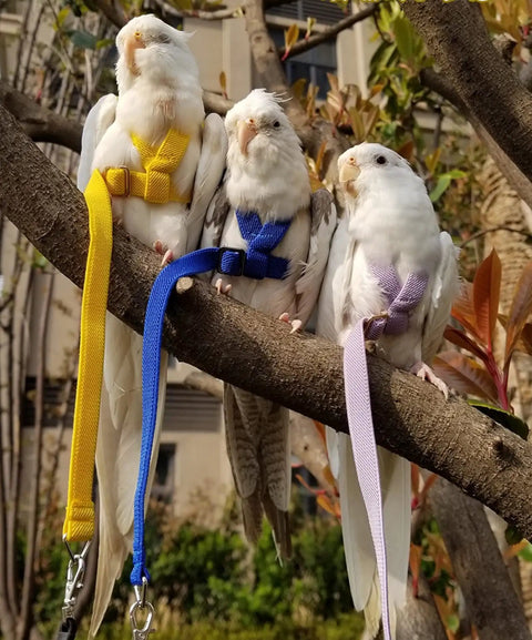 Three parrots with colored leashes wearing Parrot Bird Harness Leash For Outdoor Training Adjustable Flying Harness Blue Medium.
