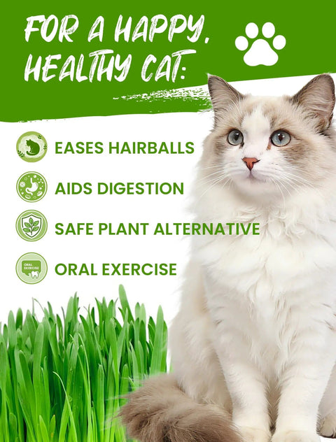 Indoor Cat Grass Kit 3 Pack Quick Grow With Eco Friendly Biodegradable Pots Soil And Wheatgrass Seeds with benefits for cats