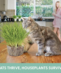Cat next to Indoor Cat Grass Kit For Healthy Digestion And Hairball Control Organic Cat Grass Seeds With Soil in kitchen