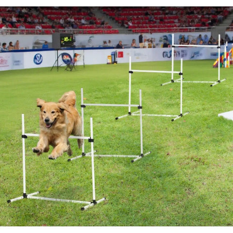Golden retriever jumping over Indoor Outdoor Dog Agility Jump Set With 4 Bar Hurdles in a stadium setting.