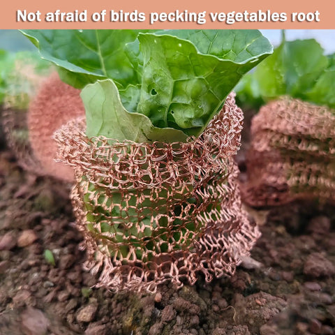Sturdy Pure Copper Wool Mouse Blocker Mesh wrapped around vegetable plant for protection