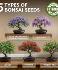 Five styled bonsai displays: Blue Jacaranda, Wisteria, Locust, Phoenix, Pigeon Pea - Beginner Bonsai Starter Kit With 5 Unique Japanese Bonsai Tree Seeds Complete Indoor Bonsai Growing Set With Tools And Planters Free Extra Seeds Included DIY Christmas Gift For Mom Who Loves Hands On Gardening.