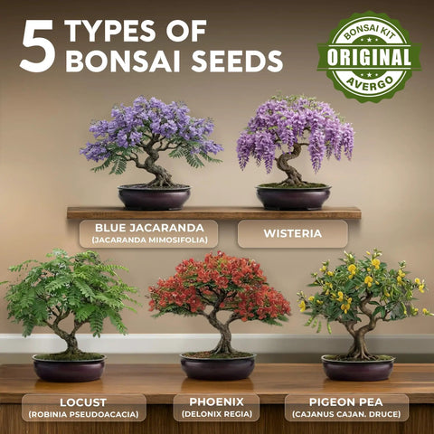 Five styled bonsai displays: Blue Jacaranda, Wisteria, Locust, Phoenix, Pigeon Pea - Beginner Bonsai Starter Kit With 5 Unique Japanese Bonsai Tree Seeds Complete Indoor Bonsai Growing Set With Tools And Planters Free Extra Seeds Included DIY Christmas Gift For Mom Who Loves Hands On Gardening.