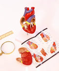 Life Size Human Heart Model Hands On With 34 Labeled Structures And Two Part Magnetic Design Mounted On Base Includes Anatomy Study Manual For Medical Students And Educational Labs.