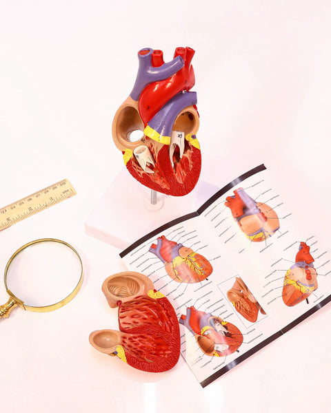 Life Size Human Heart Model Hands On With 34 Labeled Structures And Two Part Magnetic Design Mounted On Base Includes Anatomy Study Manual For Medical Students And Educational Labs.