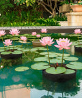 Small Pond Plant Baskets With Breathable Aquatic Plant Bags Super Easy Planting For Your Home Backyard Pond Balcony Or Indoor Aquarium With Lily Anthurium Hyacinth holding lotus flowers in a pond.