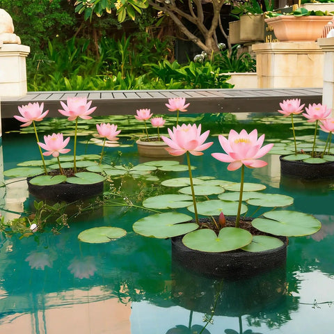 Small Pond Plant Baskets With Breathable Aquatic Plant Bags Super Easy Planting For Your Home Backyard Pond Balcony Or Indoor Aquarium With Lily Anthurium Hyacinth holding lotus flowers in a pond.