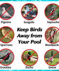 Images of various birds including pigeons, seagulls, and woodpeckers with "Keep Birds Away from Your Pool" text in center.
