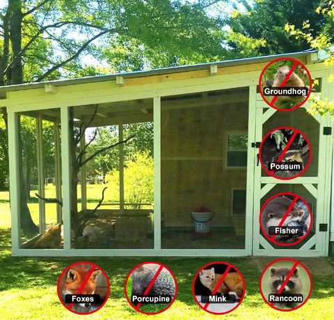 Outdoor chicken coop with galvanized welded wire mesh showing pest resistant Heavy Duty Half Inch Hardware Cloth Roll 36 By 50 Feet