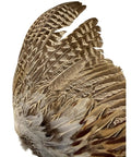 Ringneck Pheasant Wings Spread Per Pair For Dog Training Right And Left Pairs, Quality Two, Chemical Free, USA Made, feather detail
