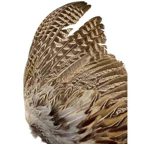 Ringneck Pheasant Wings Spread Per Pair For Dog Training Right And Left Pairs, Quality Two, Chemical Free, USA Made, feather detail