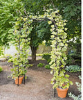 Titan Arch Garden Trellis For Climbing Plants And Flowers Sturdy Tall Garden Arbor Plant Support installed in garden