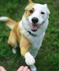 Dog giving paw on grass, playing near Durable Wooden Dog Seesaw For Training And Agility Suits Big And Small Breeds With A Stable Pinewood Frame