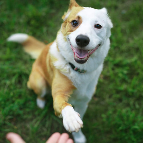 Dog giving paw on grass, playing near Durable Wooden Dog Seesaw For Training And Agility Suits Big And Small Breeds With A Stable Pinewood Frame